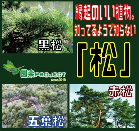 赤松 風水|縁起のいい植物。知ってるようで知らない「松」 